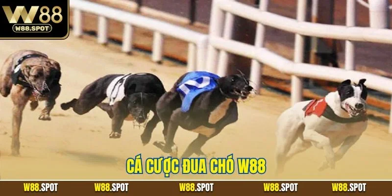 Cá Cược Đua Chó W88 | Thủ Thuật Vào Tiền Hiệu Quả 2025 1 Cá cược đua chó W88